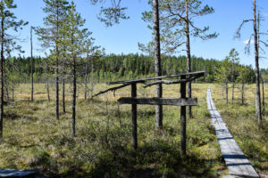 Suon laidassa. Kuva:: Marjo Nevalainen/retkeilyKS