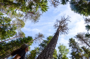 Tutkimassa komeaa petäjää. Kuva: Upe Nykänen/retkeilyKS