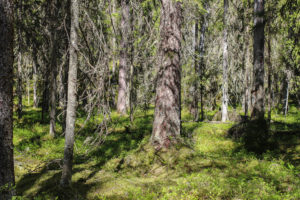 Pyhä-Häkissä riittää vanhaa metsää. Kuva: Saara Tervala/retkeilyKS