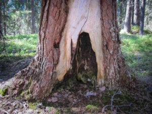 Palokoro Pyhä-Häkissä. Kuva: Meri-Hilkka Mäkelä/retkeilyKS