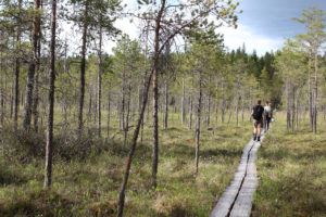 Retkeilijat pitkospuilla Kangasjärven suolla. Kuva: Suvi-Tuulia Leinonen/retkeilyKS