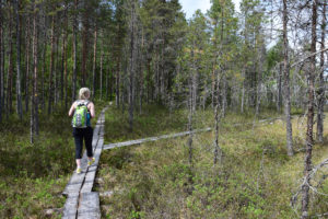 Retkeilijjä Vasan kierroksella Pienen Koirajärven ympäri. Kuva: Saara Tervala/retkeilyKS