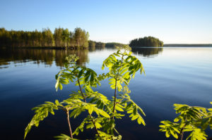 Rantapihlaja aamuauringossa, Iso Koirajärvi. Kuva: Upe Nykänen/retkeilyKS