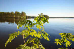 Rantapihlaja aamuauringossa, Iso Koirajärvi. Kuva: Upe Nykänen/retkeilyKS
