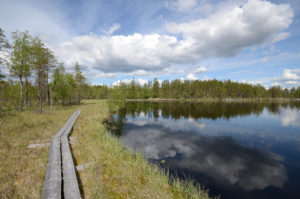 Pitkospuut Pienen Koirajärven rannassa, Vasan kierros. Kuva: Upe Nykänen/retkeilyKS