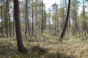 Suomaisemaa Salamaperän luonnonpuistossa. Kuva: Suvi-Tuulia Leinonen/retkeilyKS