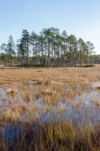 Suomaisemaa, Salamajärven kansallispuisto. Kuva: Upe Nykänen/retkeilyKS