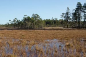 Suomaisemaa, Salamajärven kansallispuisto. Kuva: Upe Nykänen/retkeilyKS