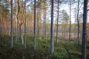 Mäntyjä suomaisemassa, Salamajärven kansallispuisto. Kuva: Upe Nykänen/retkeilyKS