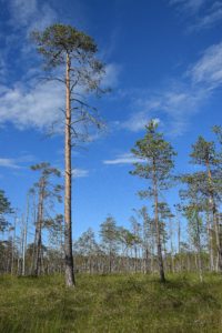 Suoniityn maisemaa, Pahapuron polku. Kuva: Saara Tervala/retkeilyKS