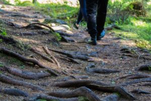 Juurakkoinen luontopolku Vaarunvuorilla. Kuva: Marjo Nevalainen/retkeilyKS