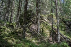 Vaarunvuorten kuusimetsää. Kuva: Elina Lamminaho/retkeilyKS