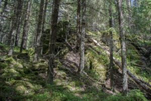 Vaarunvuorten kuusimetsää. Kuva: Elina Lamminaho/retkeilyKS