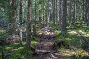 Vaarunvuorten luontopolkua kuusikossa. Kuva: Elina Lamminaho/retkeilyKS