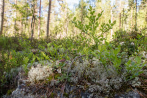 Mustikka viihtyy Vaarunvuorilla. Kuva: Elina Lamminaho/retkeilyKS