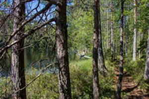 Vaarunvuoren luontopolun järvimaisemissa. Kuva: Elina Lamminaho/retkeilyKS