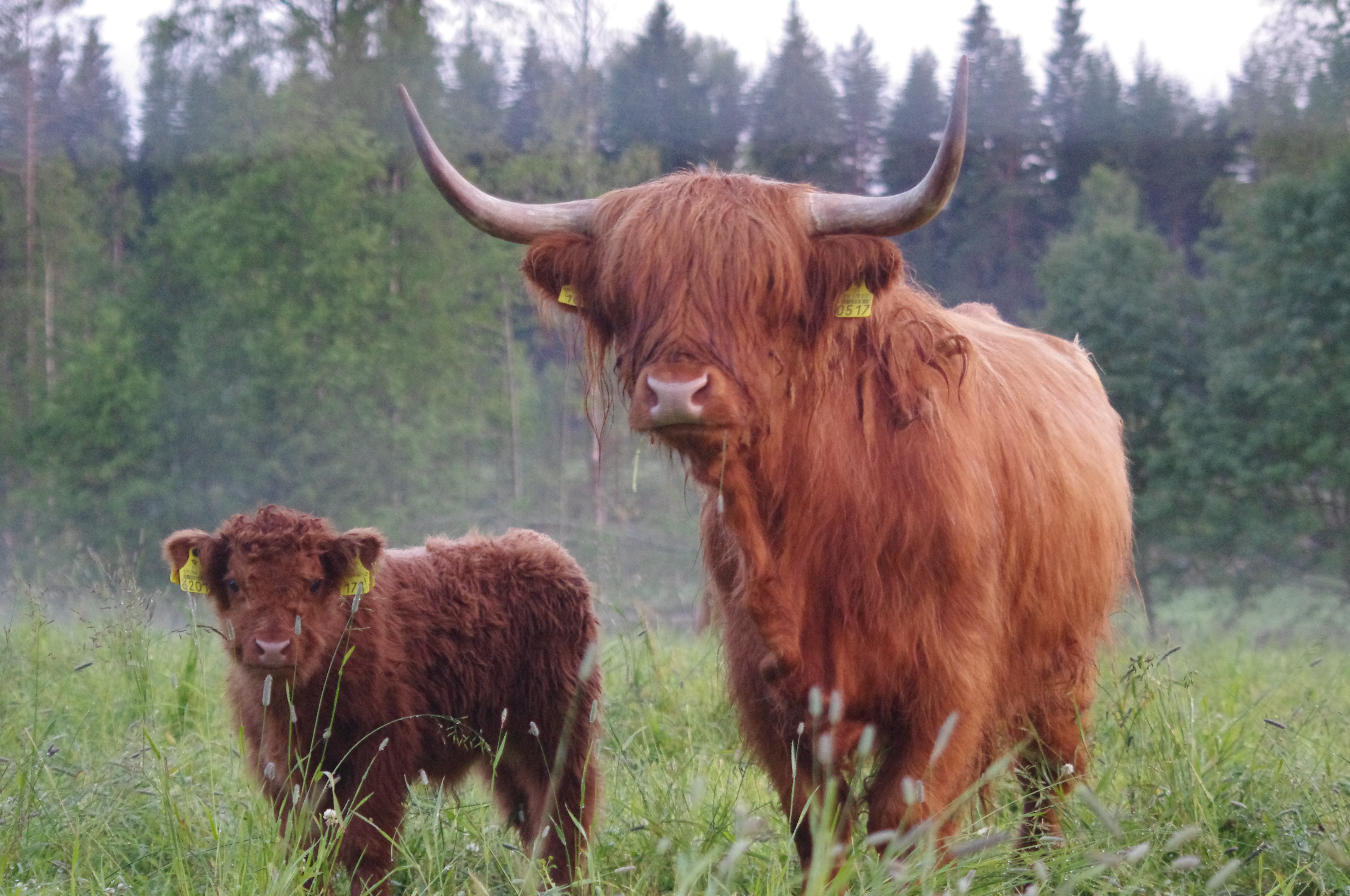 Ylämaan karjaa laitumella