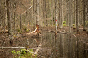Majavan jälkiä Isojärven kansallispuistossa. Kuva: Elina Lamminaho/retkeilyKS