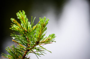 Männynoksa sateessa, Isojärven kansallispuisto