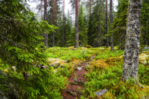 Metsäpolku, Isojärven kansallispuisto