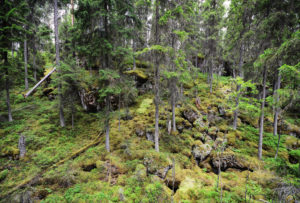 Isojärven kansallispuisto