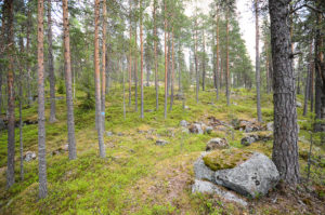 Kanavuoren männikköä.