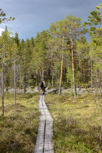 Pahapuronpolulla kuljetaan pitkoksillakin. Kuva: Suvi-Tuulia Leinonen/retkeilyKS