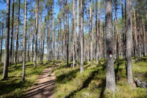 Männikkömetsä, Pyhä-Häkin kansallispuisto
