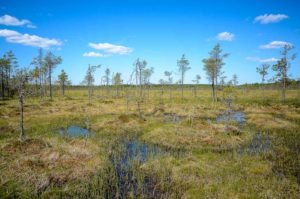 Pyhä-Häkin kansallispuisto, Riihineva. Kuva: Upe Nykänen/retkeilyKS