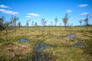 Riihineva, Pyhä-Häkin kansallispuisto