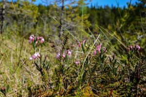 Suokukka Pyhä-Häkin kansallispuistossa. Kuva: Upe Nykänen/retkeilyKS