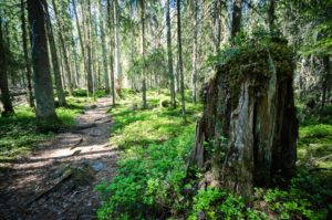 Retkipolku Pyhä-Häkin kansallispuistossa. Kuva: Upe Nykänen/retkeilyKS