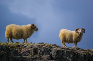 Terveet sorkat, lampaat, hyvinvointi